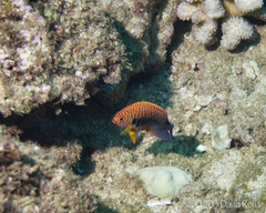 Centropyge potteri