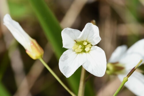Image of Cardamine penduliflora by (c) Gabriel Campbell-Martinez, some rights reserved (CC BY)