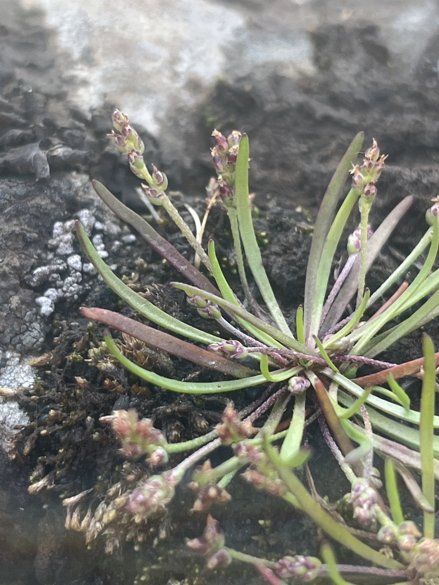 Plantago elongata