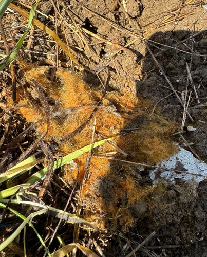 iNaturalist observation photo of Fungi Including Lichens