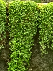 Soleirolia soleirolii