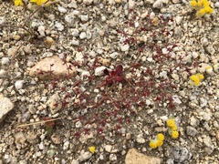 Centrostegia thurberi