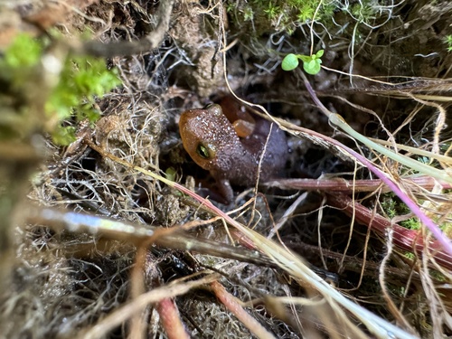 iNaturalist observation photo of California Newt