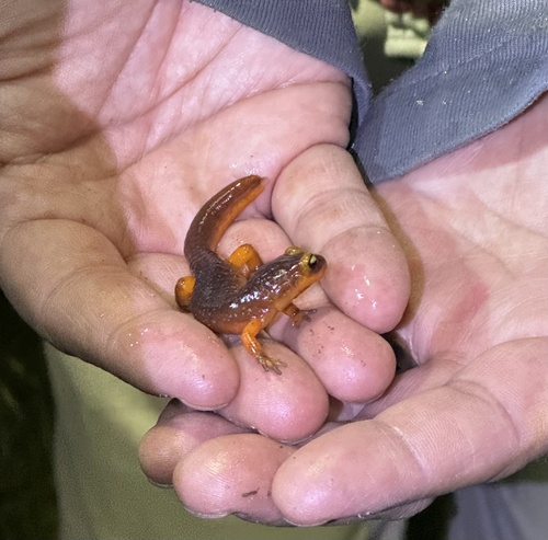 iNaturalist observation photo of Ensatina