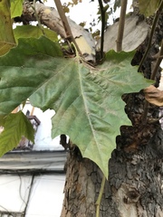 Angiospermae