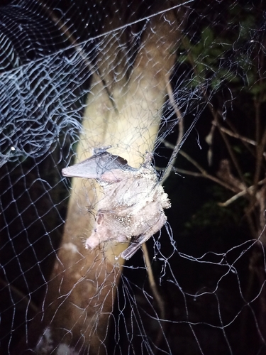 Tschudi's Tailless Bat