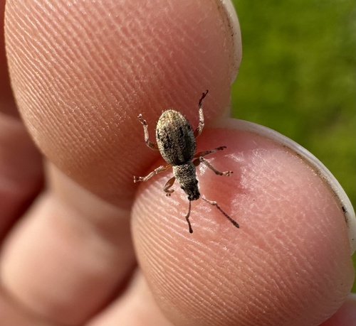 iNaturalist observation photo of Broad-nosed Weevils