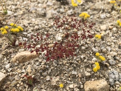 Centrostegia thurberi