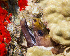 Gymnothorax rueppelliae