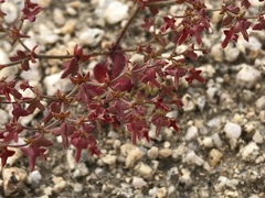 Centrostegia thurberi