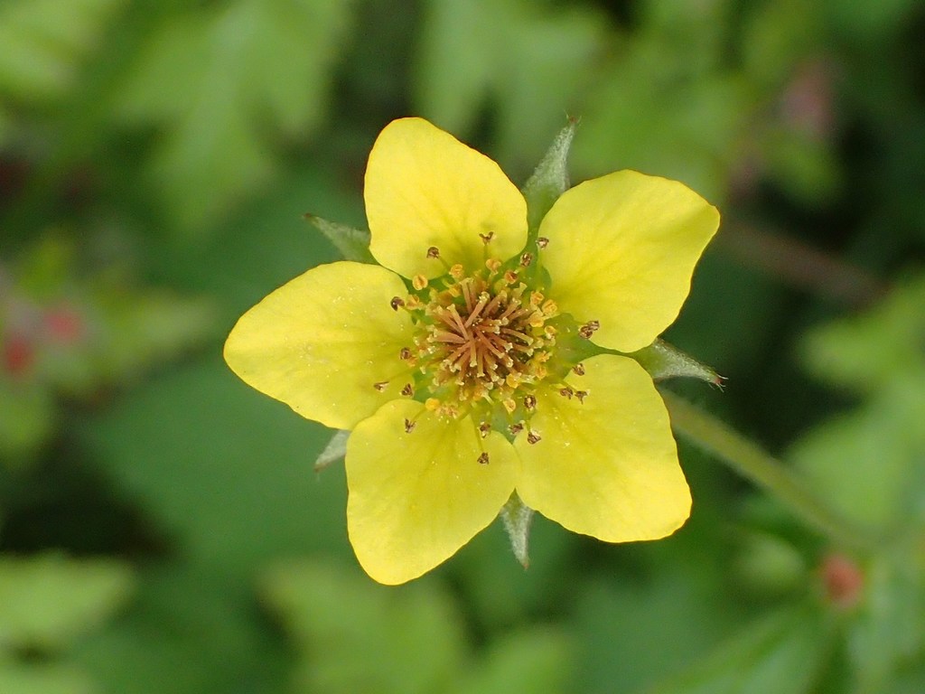 Geum urbanum