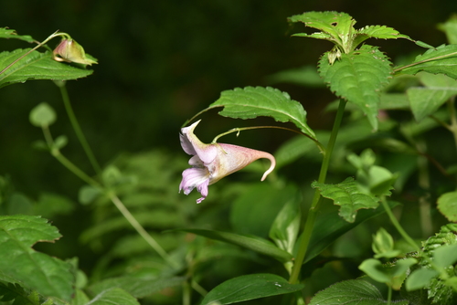 Image of Impatiens uniflora by (c) Yung-Lun Lin, some rights reserved (CC BY)