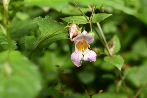 Image of Impatiens uniflora by (c) Yung-Lun Lin, some rights reserved (CC BY)