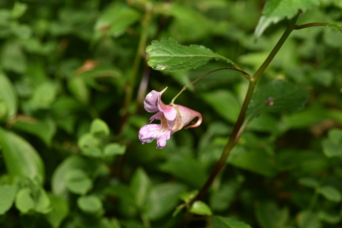 Image of Impatiens uniflora by (c) Yung-Lun Lin, some rights reserved (CC BY)