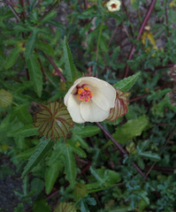 Hibiscus richardsonii