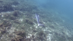 Carcharhinus obscurus