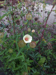 Hibiscus richardsonii