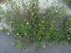 Hibiscus richardsonii