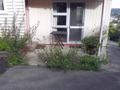 Hibiscus richardsonii