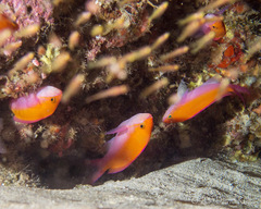 Nemanthias bicolor