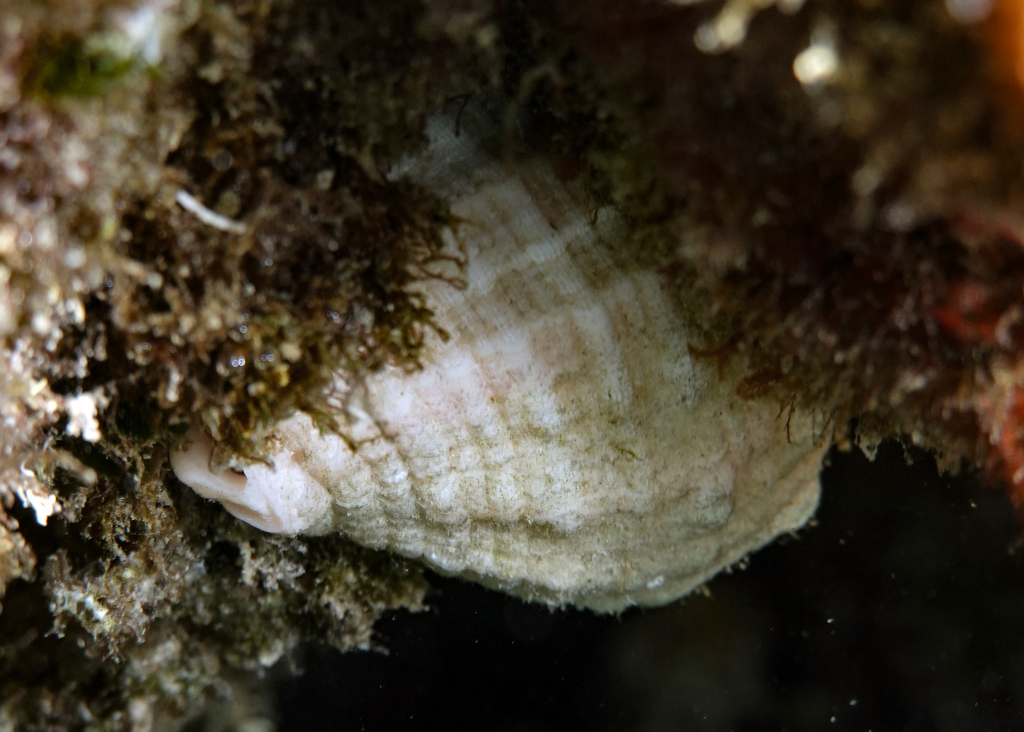 Perth Native Shell Cart-Rut Shell from Port Coogee, Perth WA, Australia on February 20 ...