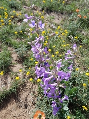 Penstemon fendleri