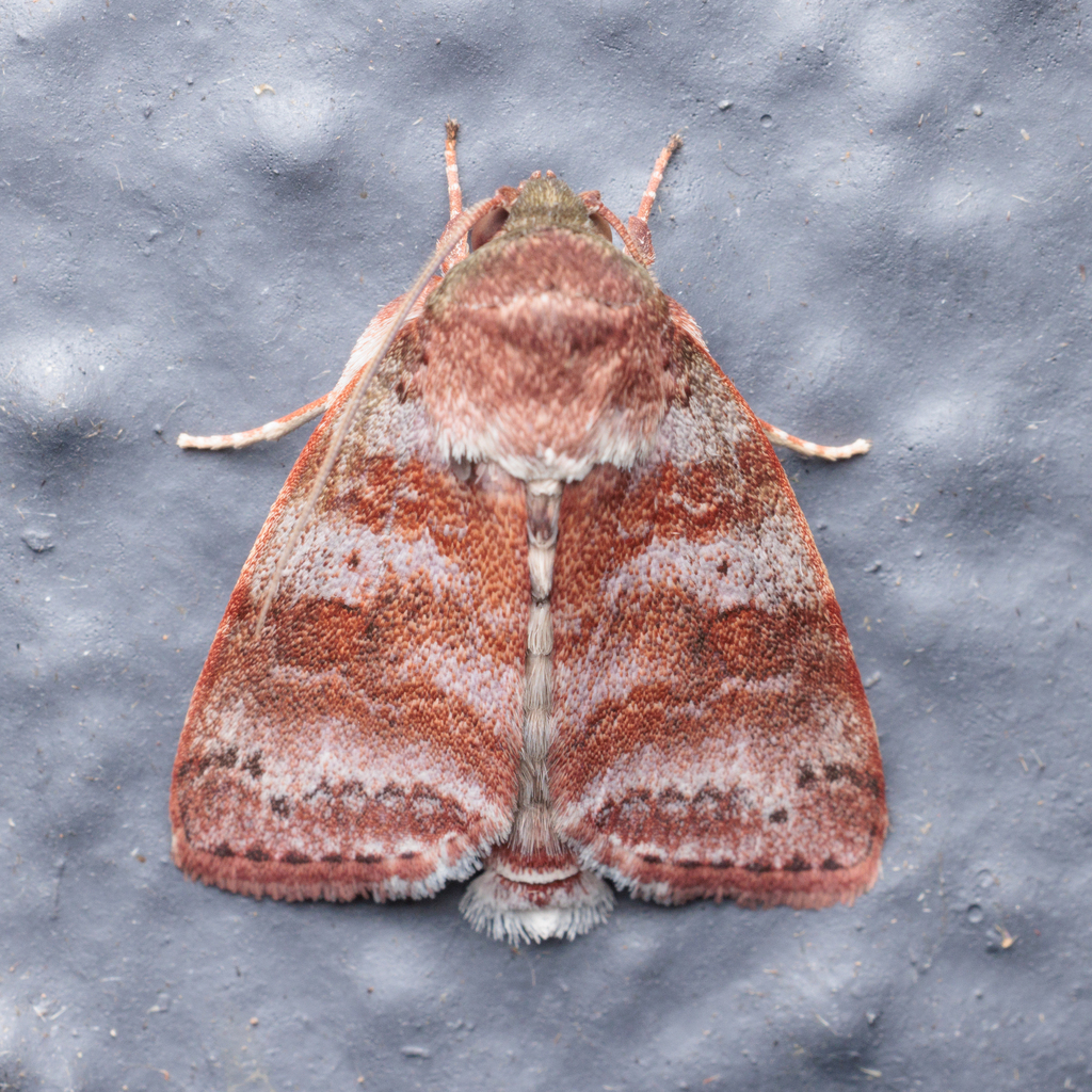 Didigua roseata