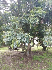 Senna viarum