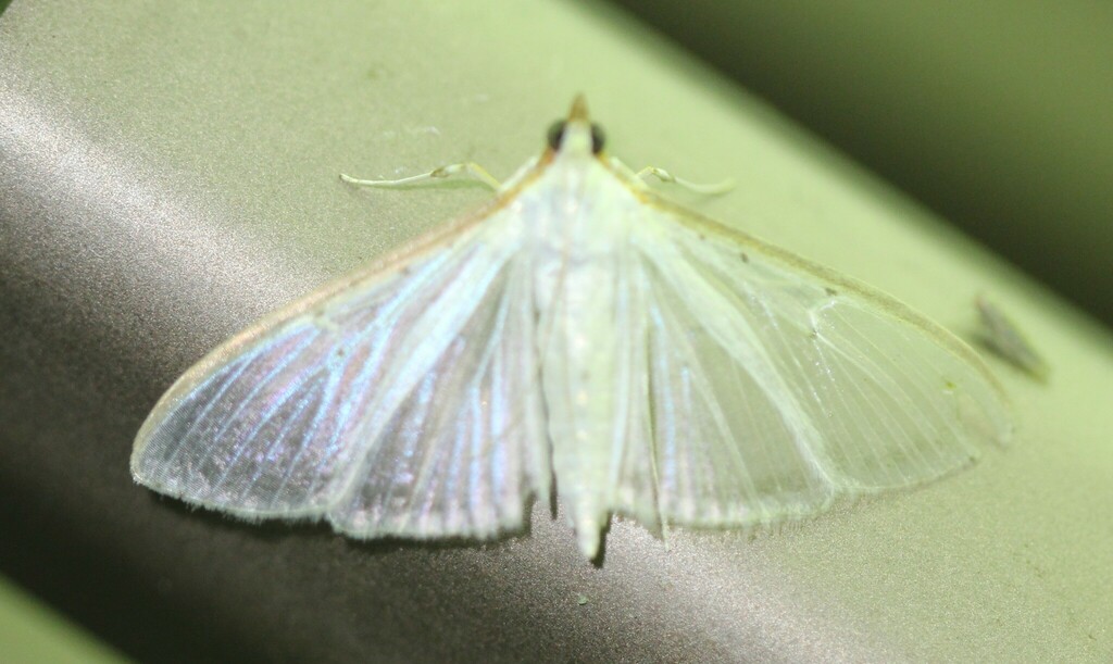 Four-spotted Palpita Moth from South Side, Corpus Christi, TX, USA on ...