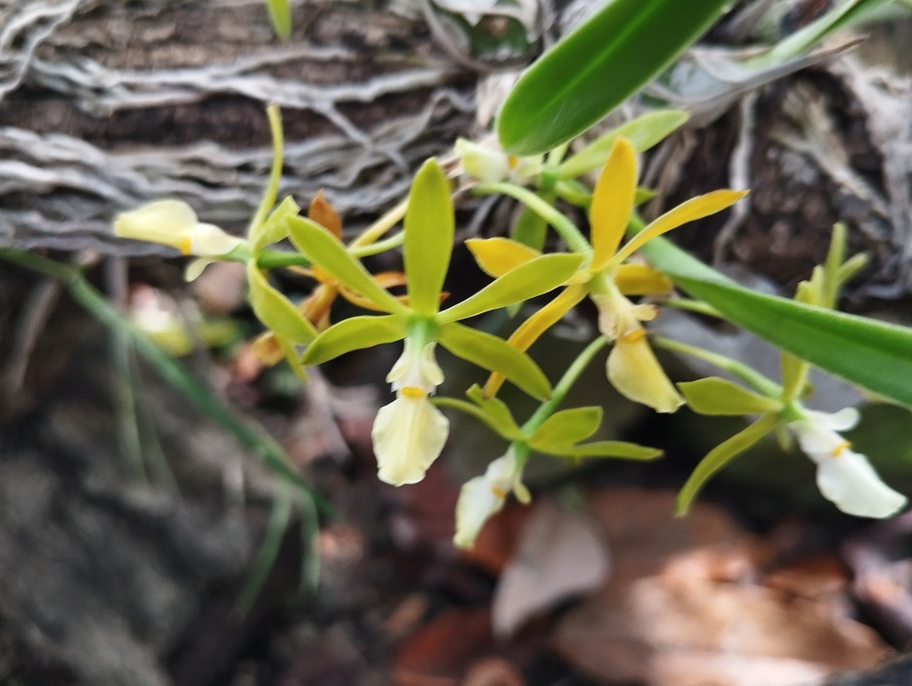 Encyclia asperula Dressler & G.E.Pollard 3