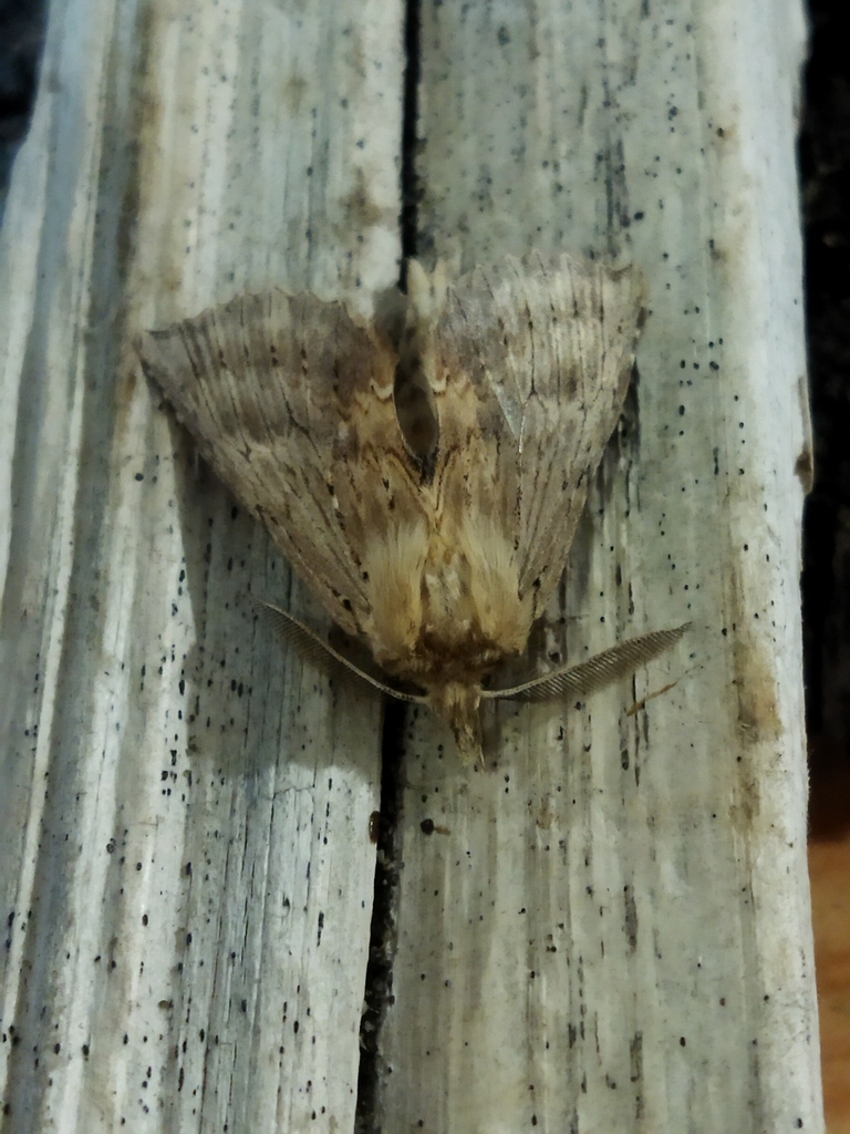 Pale Prominent