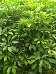 Schefflera