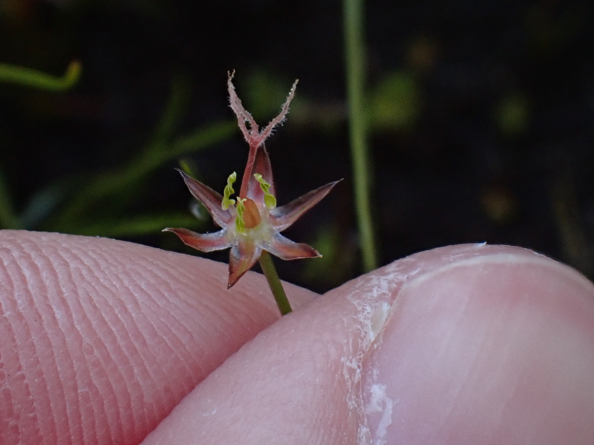 Juncus leiospermus