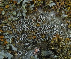 Lecanora horiza