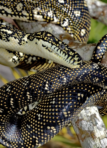 Diamond Python sighting