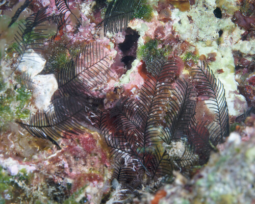 Lytocarpia nigra observed 2024-04-06