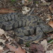菱斑水蛇 - Photo (c) diomedea_exulans_li，保留部份權利CC BY-NC