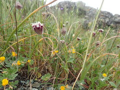 Trifolium dichotomum