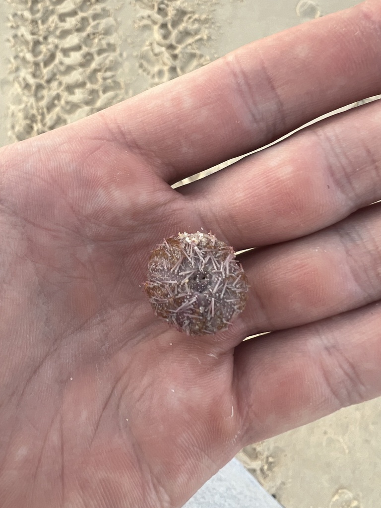 Holopneustes from Maroubra Beach, Maroubra, NSW, AU on April 8, 2024 at ...