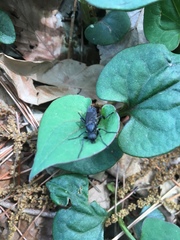 Diptera