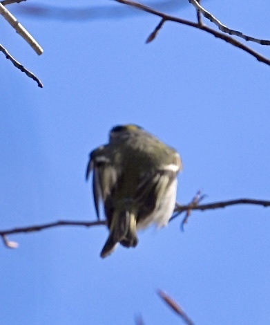 Eastern King Let Eastern Golden-crowned Kinglet from Black Hill Regional Park ...