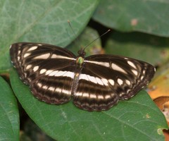Neptis clinia susruta