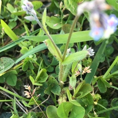 Myosotis discolor discolor
