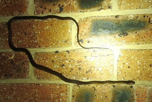 Brown Tree Snake sighting