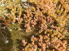 George Papademetriou, CC BY, iNaturalist via GBIF Sedum cespitosum, photograph George Papademetriou, CC BY, iNaturalist via GBIF