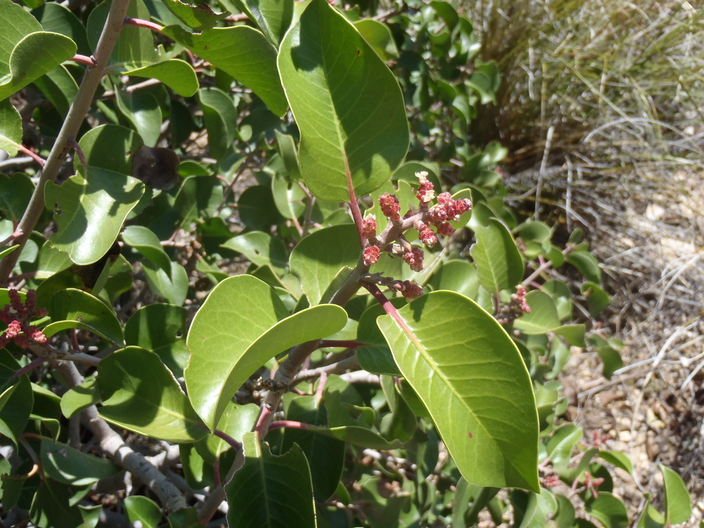 sugar bush from Pima County, AZ, USA on April 26, 2019 at 0247 PM by