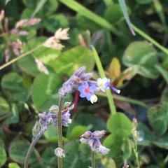 Myosotis discolor discolor