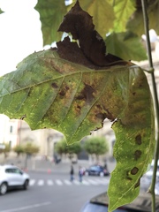 Angiospermae