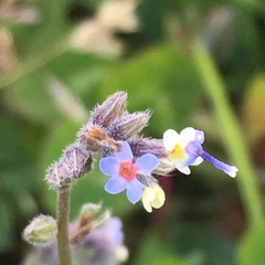 Myosotis discolor discolor