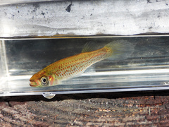Russetfin Topminnow photo 3